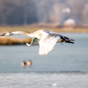 Labuť velká (Cygnus olor)