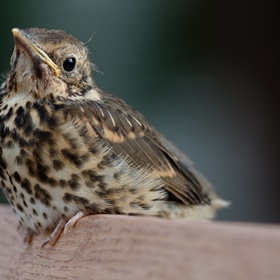 Drozd zpěvný (Turdus philomelos) 